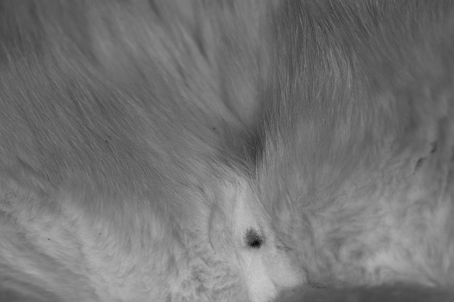 Dlaczego pies po kastracji sika w domu? Dlaczego pies po kastracji sika w domu?