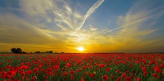 Czy czerwona opalenizna brązowieje?