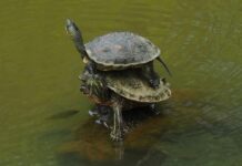 Czy można nakładać sam podkład?