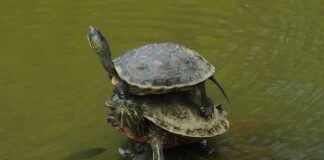 Czy można nakładać sam podkład?