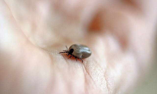 Jak szybko rośnie kleszcz u człowieka?