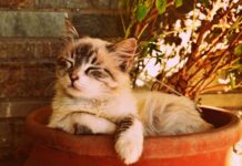 Dlaczego człowiek śpi pod kołdrą? Dlaczego człowiek śpi pod kołdrą?