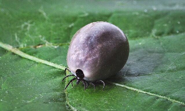 Jak rozpoznać Kleszcze stomatologiczne?