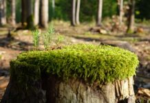 Jak zregenerować dłonie domowymi sposobami? Jak zregenerować dłonie domowymi sposobami?