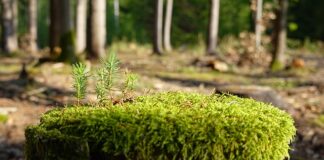 Jak zregenerować dłonie domowymi sposobami?